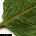 SpeciesSub: var. tomentosum